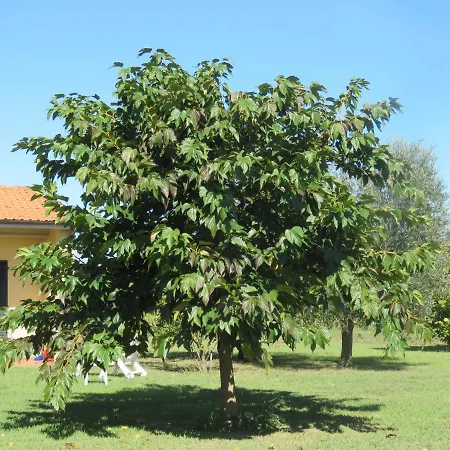 Casa Con Piscina Campo Da Tennis Vicino Al Mare E Alle Cinque Terre 阿梅利亚